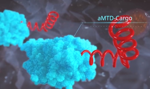TSDT 플랫폼 기술을 적용한 세포막 투과 펩타이드 aMTD와 약리물질의 결합 이미지 사진/셀리버리