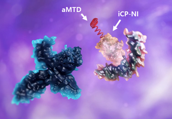 iCP-NI (화살표)는 세포 막 투과 펩타이드 (aMTD)를 통해 바이러스에 감염된 폐세포 및 면역세포 내로 전송되며, 염증성 전사인자 (NF-κB, 청색)가 핵내로 이동을 위해 결합하는 핵수송 단백질 (importin α)과 경쟁적으로 결합하여 싸이토카인 폭풍 (Cytokine Storm)을 억제한다. 사진/셀리버리
