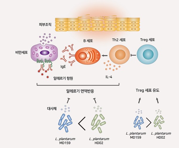 아토피 피부염 치료 메커니즘. 사진/지아이바이옴