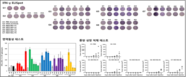대장암 마우스 모델 대상 면역원성 및 종양성장억제 테스트 결과(임상시험 수탁기관 보고서 발췌). 사진/CG인바이츠