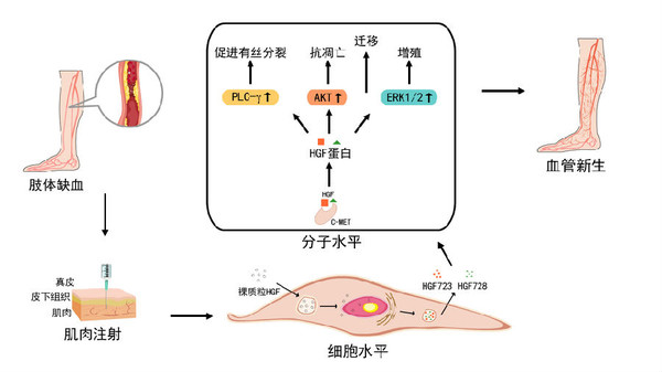 NL003 기전 모식도. 사진/노스랜드
