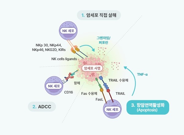 박셀바이오 NK플랫폼 작용 기전. 사진/박셀바이오