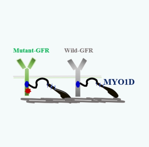 MYO1D 차단제 모식도. 사진/박셀바이오