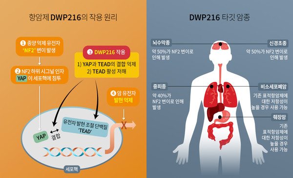 DWP216의 작용 원리 및 타깃 암종. 사진/대웅제약
