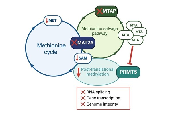 MAT2A/PRMT5 억제제 기전. 사진/Fadi E. Pulous, 2024